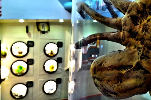 Créature extraterrestre dans un laboratoire, The Show